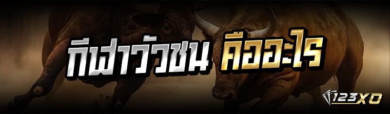 กีฬาวัวชน คืออะไร